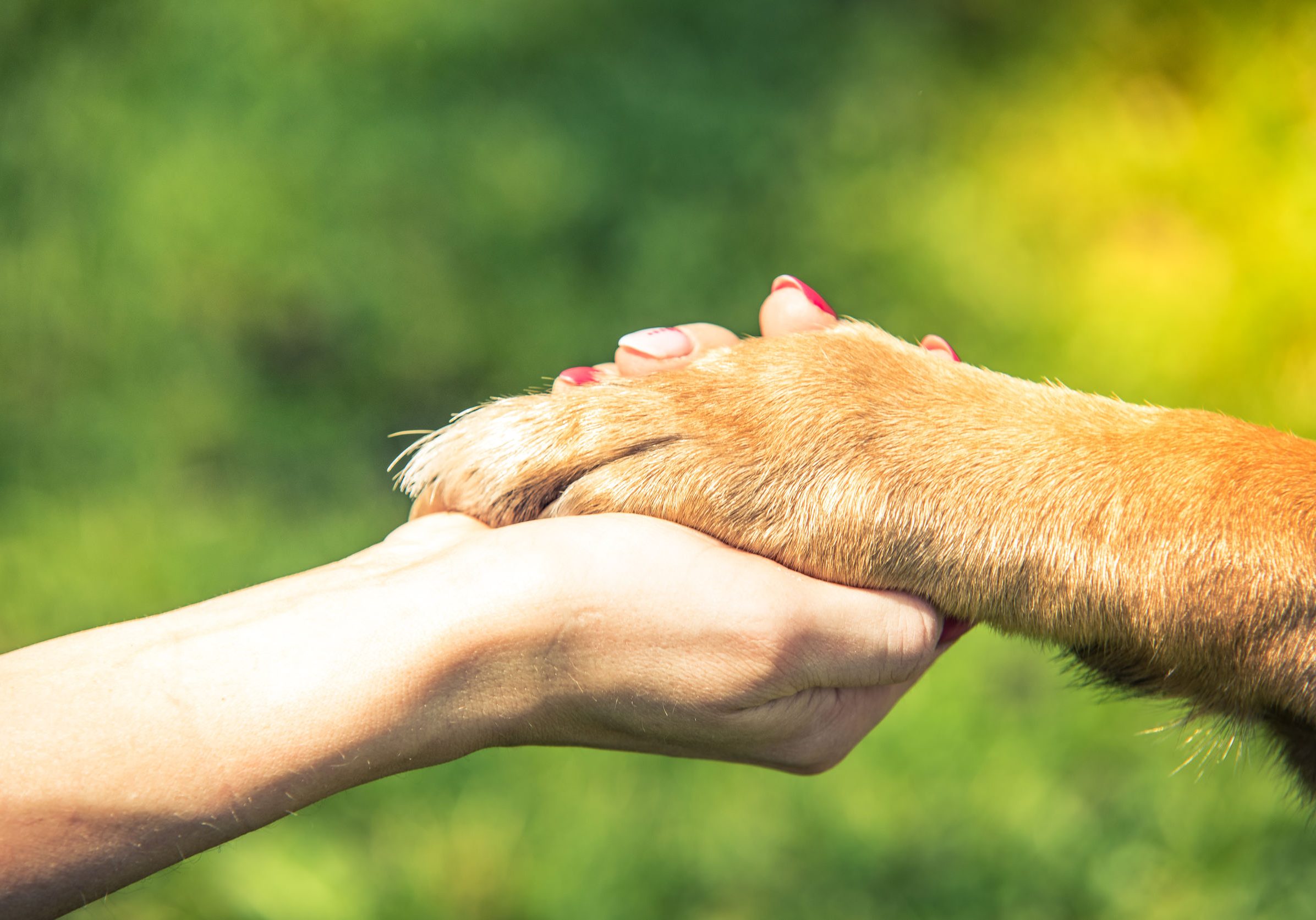 hand holding dog paw, relationship and love concept.